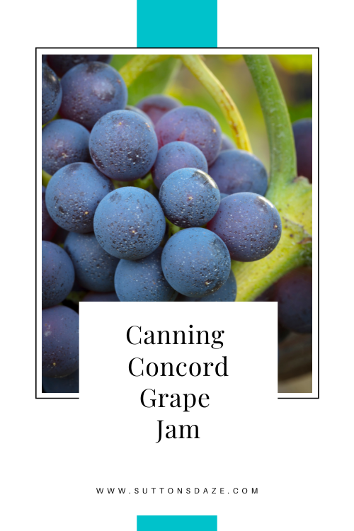 Canning Concord Grape Jam